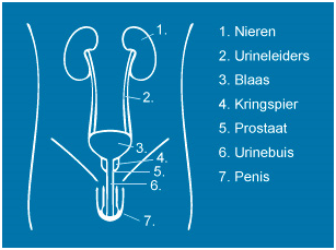 Mannelijk lichaam